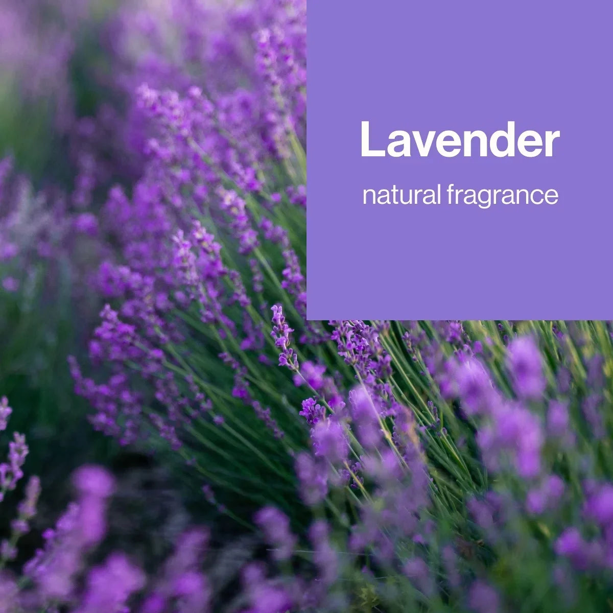 The Honest Company Sanitizing Hand Wipes Lavender Field - 15ct